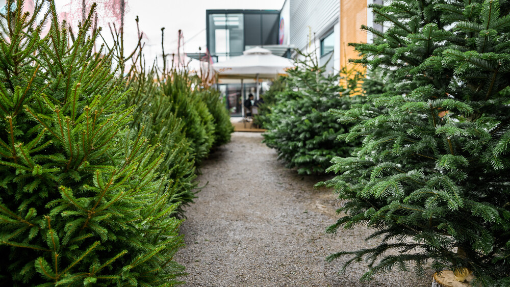 Prodaja naravnih božičnih drevesc