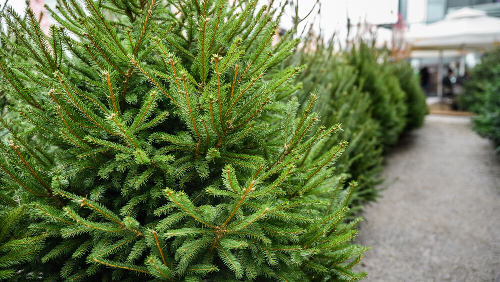 Prodaja naravnih božičnih drevesc